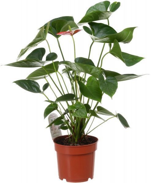 Растение комнатное Антуриум Andreanum красный 17x70 см