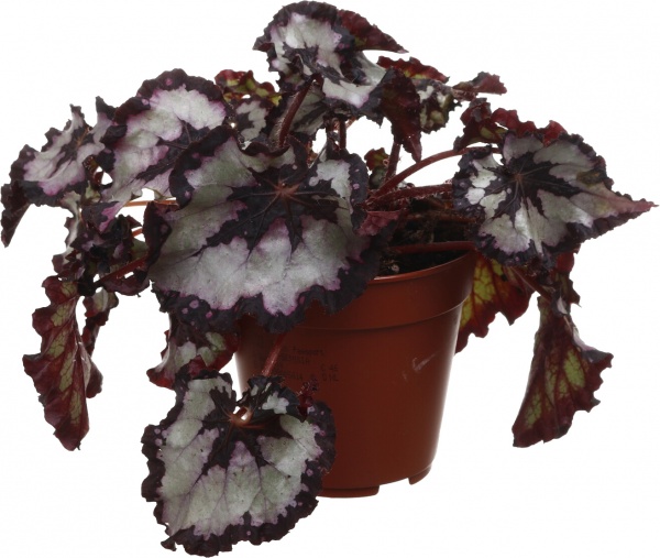 Рослина кімнатна Бегонія рекс 12/20