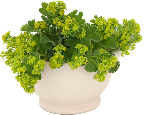 Растение Манжетка Alchemilla splendens С3