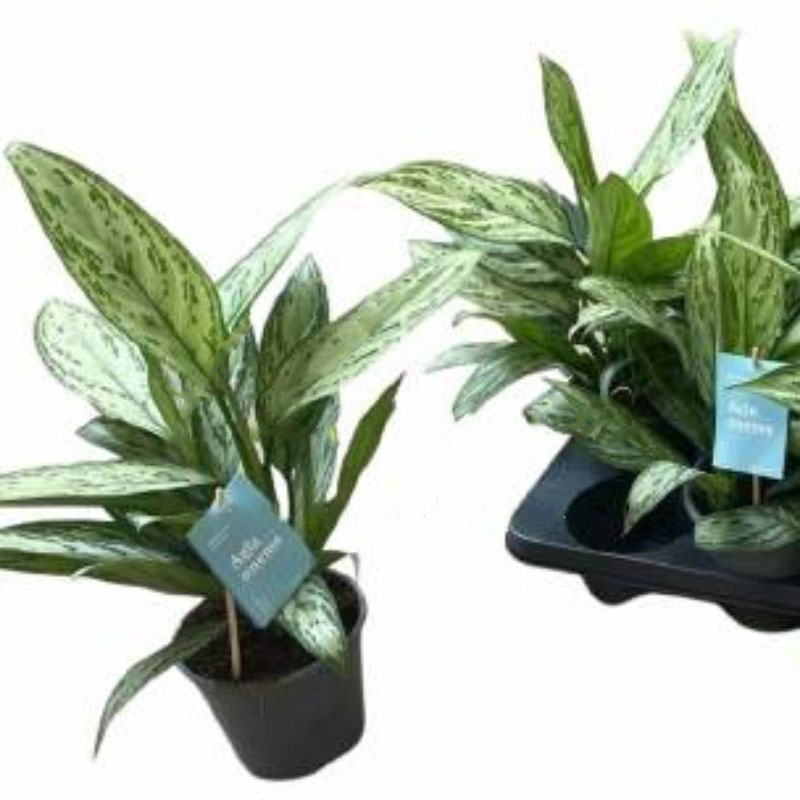 Растение Аглаонема 14х40 белая Silver Queen