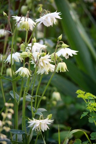 Аквилегия обыкновенная 'White Barlow'