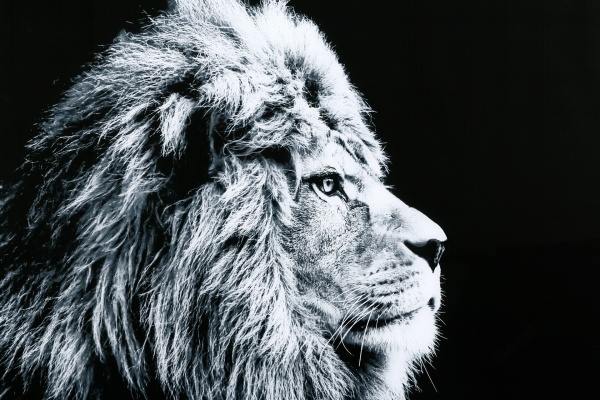 Картина на стекле Лев 70x100 см Styler GL-00214 