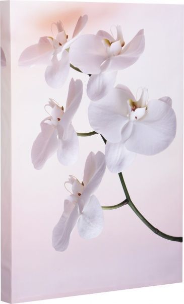 Репродукция Флористика. Орхидея 48x67 см 