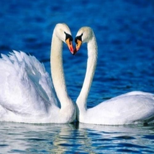 Набір для творчості зі стразами на підрамнику Лебеді 30x30 см Діамантові ручки 