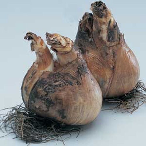 Цибулина Яскрава Dick Wilden 2 шт. 