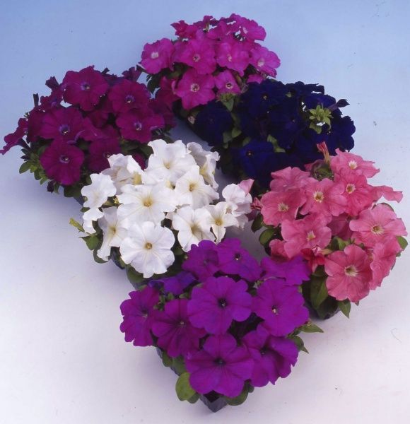 Семена Професійне насіння петуния Мамбо F1 смесь 20 шт. (4823058201511)