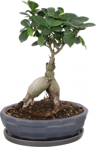 Растение Бонсай-фикус microcarpa Ginseng 17х45 см