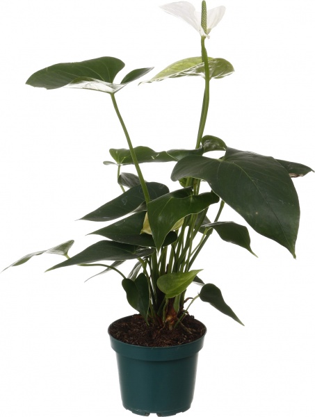 Растение комнатное Антуриум 12/40 микс