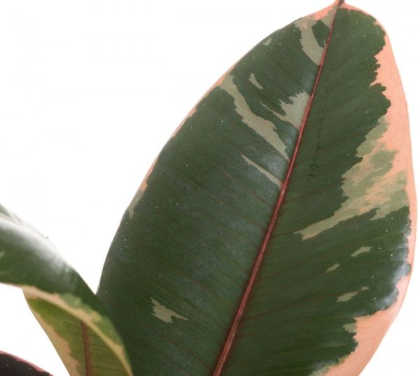 Растение Фикус эластика Белиз 12/40