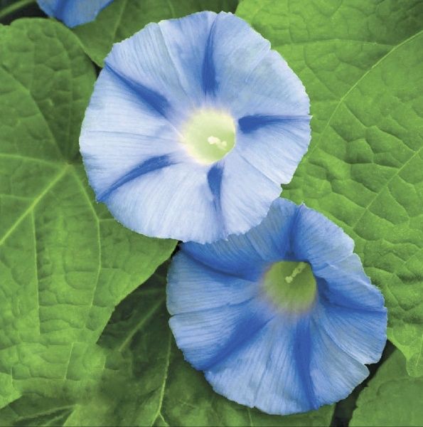 Насіння Професійне насіння іпомея Блакитна зірка 1 г (4823058200507)