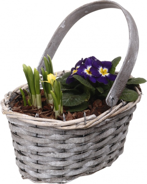 Растение комнатное Корзина 1 Нарц+Примула овал р/р