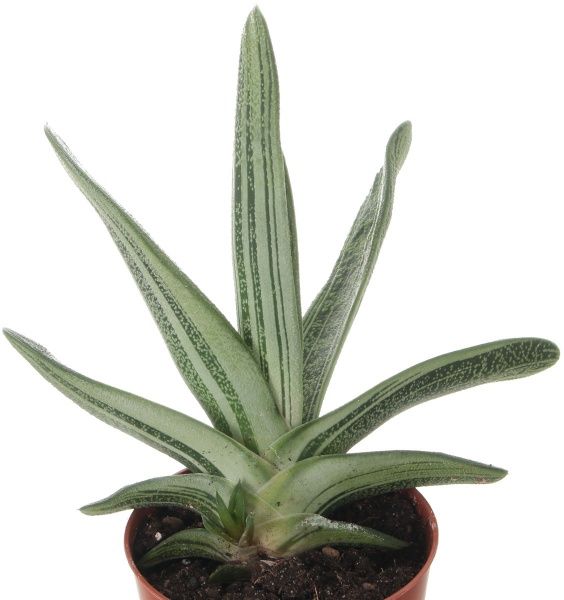 Рослина Алоє 9х20 см мікс