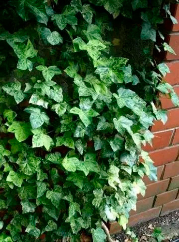 Растение Плющ обыкновенный Профессор Сенета/ Hedera helix Profesor Seneta C5