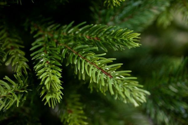 Елка искусственная Лина-150 литая хвоя зеленый 