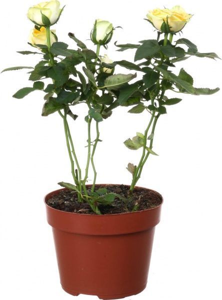 Рослина кімнатна Троянда Патіо 12x40 см