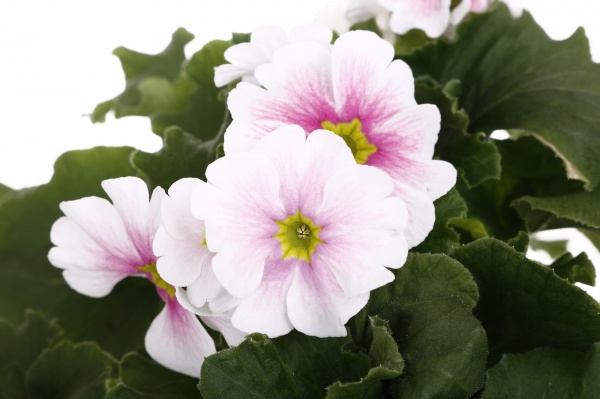 Растение Примула 13/45