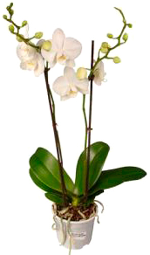 Растение Фаленопсис 2рр Тайвань мbкс d12/h60