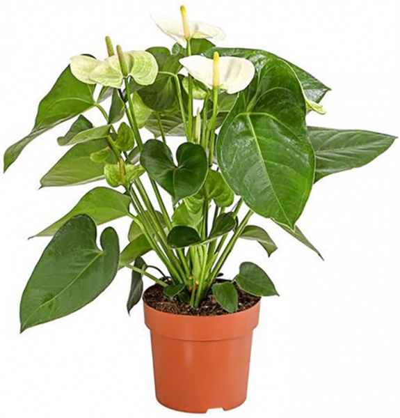 Растение Антуриум микс 17/65