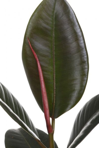 Растение комнатное Фикус Робуста 12х35