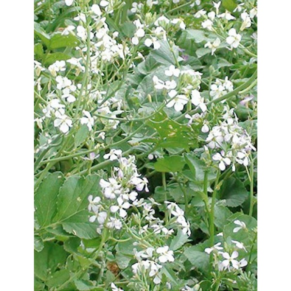 Семена Професійне насіння масличная редька 1000 г (4820176697288)