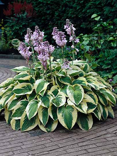 Корневище хосты Вайд Врим XL 1 шт. 