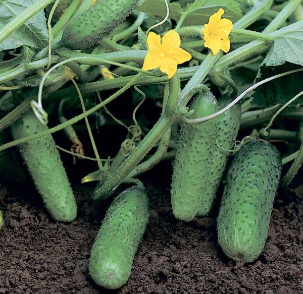 Насіння Професійне насіння огірок Компоніст F1 10 шт. (4823058205250)