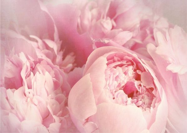 Декор настенный Пионы 42x59,4 см розовый 