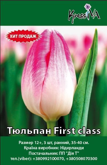 Луковица Тюльпан First class 3 шт. 