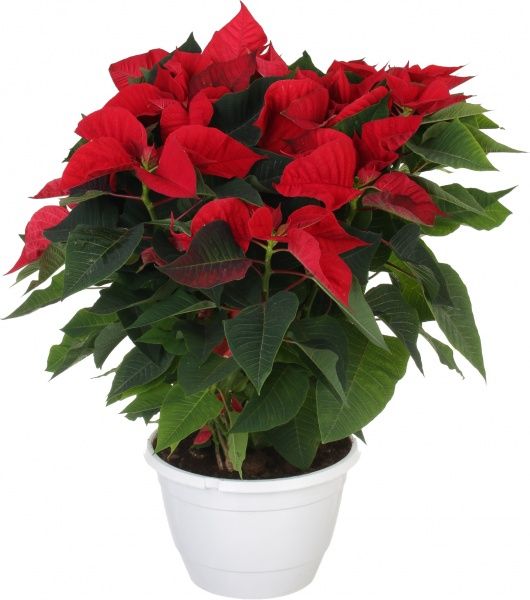 Рослина Пуансетія 25/60 см