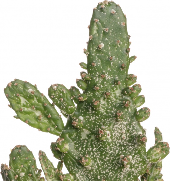 Растение Опунтия микс 6/14