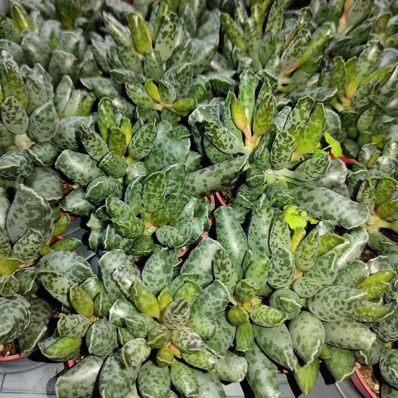 Растение Адромискус (суккулент) 05х8 Grey