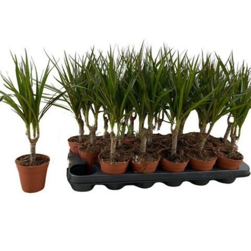 Растение Драцена 9*35 Marginata 1 ствол