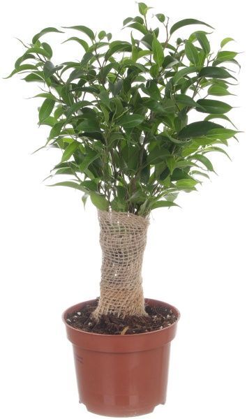 Растение Фикус Benjamina Natasja 12/30