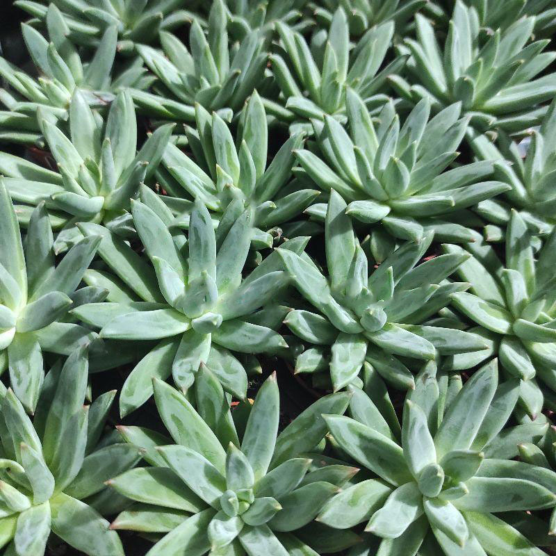 Растение Эхеверия 5х8 Hookeri