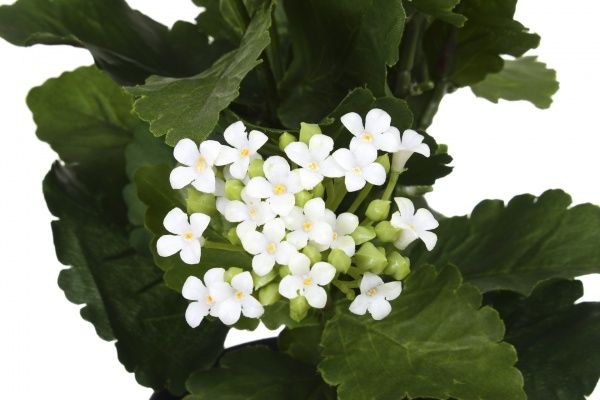 Растение искусственное Каланхоэ 23х39 см в черном горшке