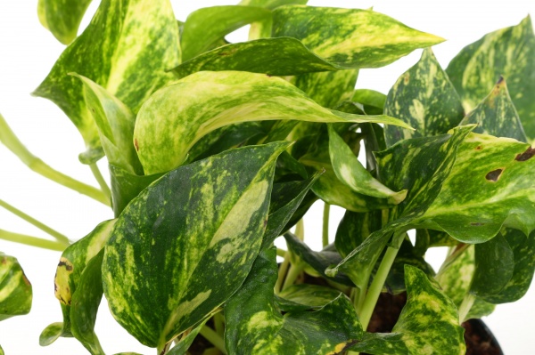 Растение Эпипремнум NJoy Gold d12 h20