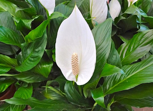 Рослина Спатифілум d10/h30