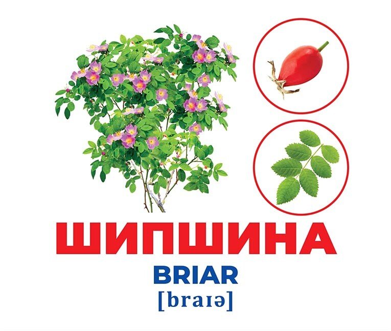 Набор учебный «Геній з пелюшок. Дерева та кущі» 482-307-615-161-4
