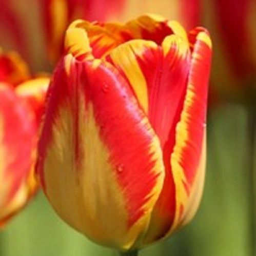 Луковица Тюльпан Дарвин Гибрид Банджа Лука 5 шт. 