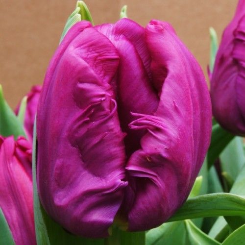 Луковица Тюльпан Parrot prince 3 шт. 