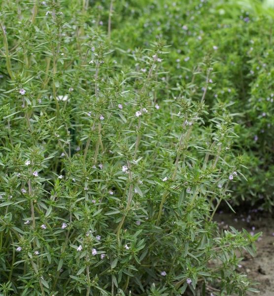 Семена Професійне насіння чабер садовый Саммер 0,5 г (4823058203638)