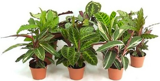 Растение Комнатные растения микс 12/45