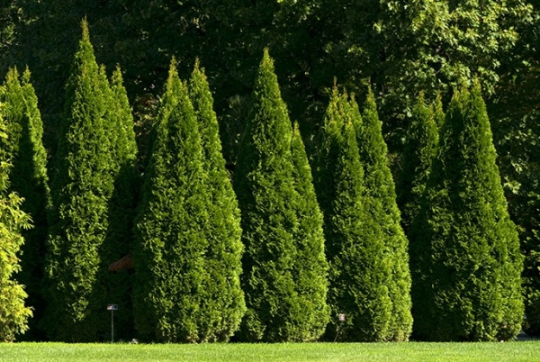 Растение Туя/ Thuja occidentalis Dziak С3, Н15-25