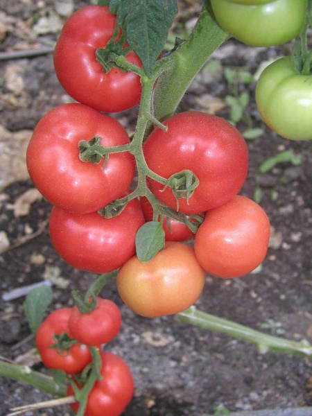 Семена Професійне насіння томат высокорослый Абелус F1 8 шт. (4820176692085)