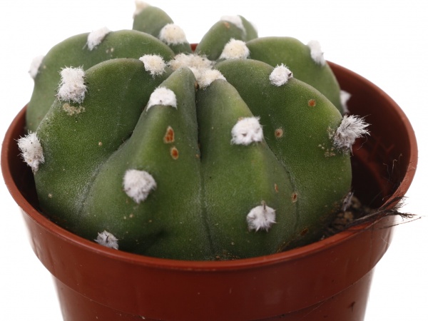 Рослина кімнатна Кактус мікс 5х10 см