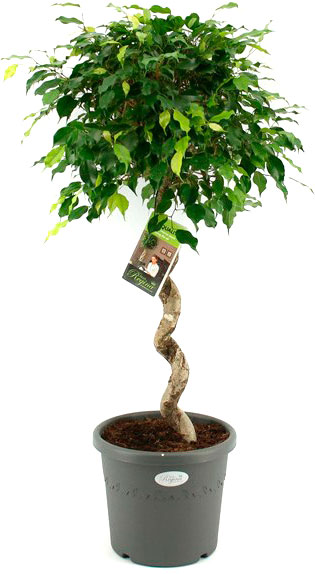 Рослина Фікус 30/140 Нітіда спіраль