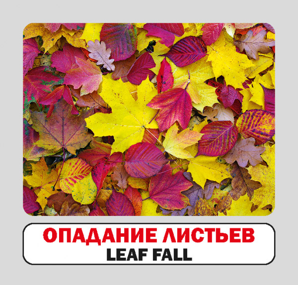 Книга «Времена года. Набор карточек» 9786177686278