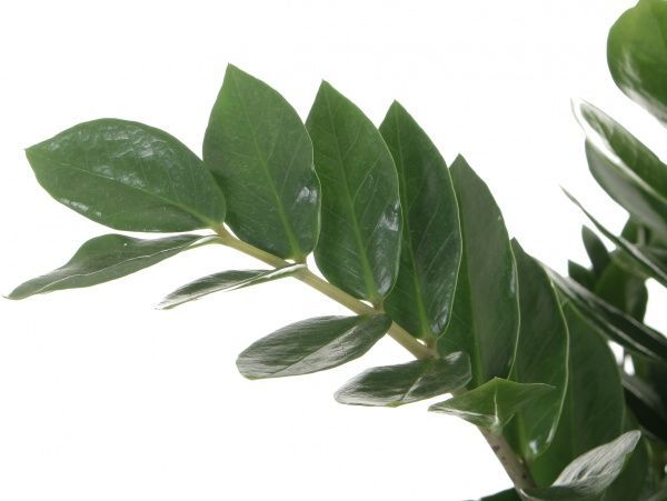 Растение Замиокулькас 24/90