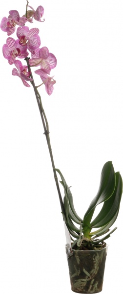 Растение комнатное Фаленопсис микс 1рр, 3/5 + 12/50