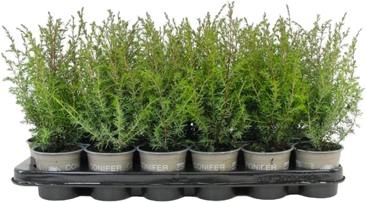 Растение Можжевельник обыкновенный Суэтика 120-160 С 20